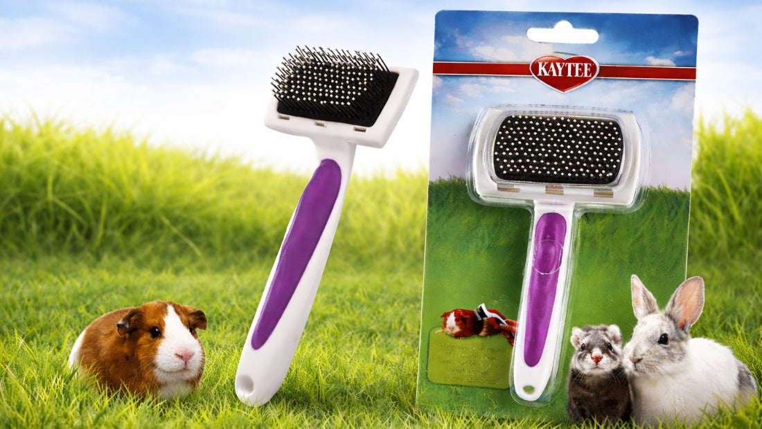 kaytee slicker brush
